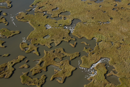 Wintering swans in bayou of Mississippi River Delta